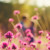 MaryZak_0579 thumbnail